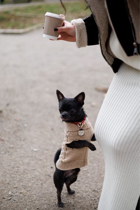 Кобель чіхуа хуа шукає наречену