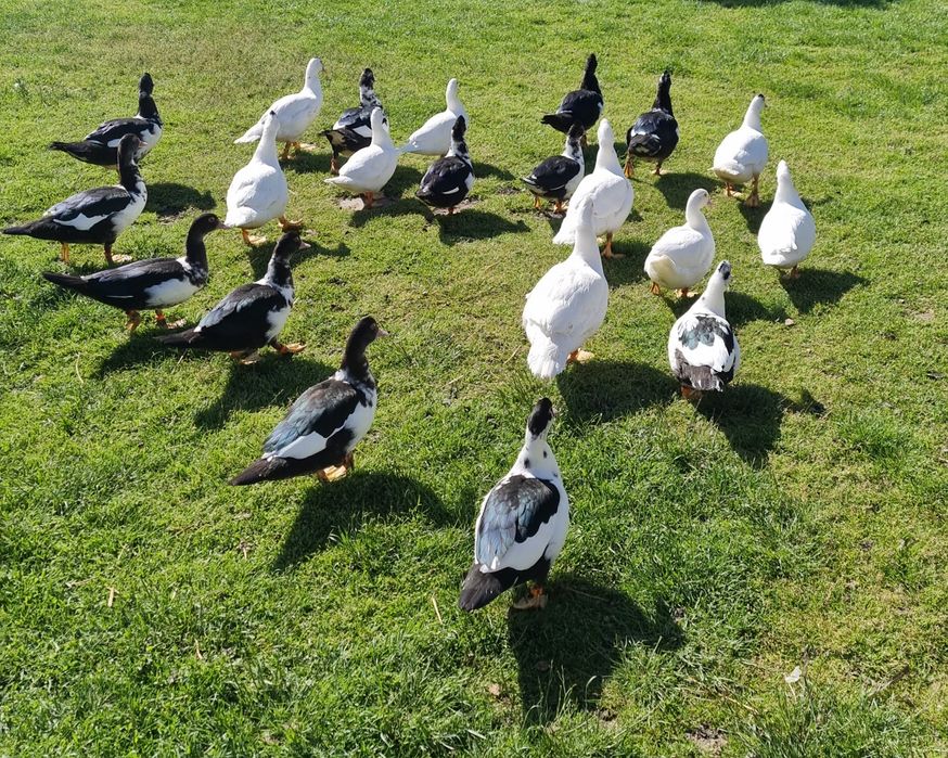 Kaczki, kaczory pizmowe ( francuskie )