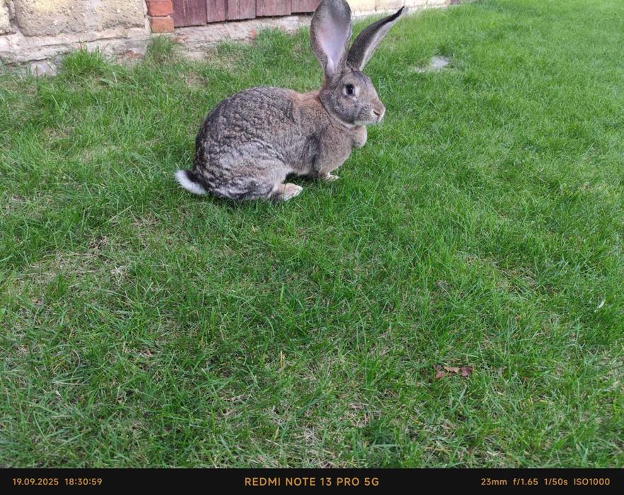 Sprzedam samice belgijskie