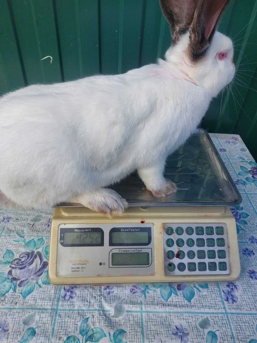 Продам кролів  молодняк