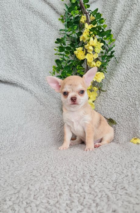 Estupenda mini Merle de Qualidade. Linhagem Russa