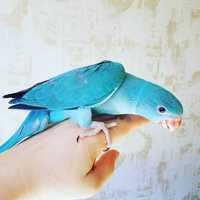 Ожереловый птенец синего цвета выкормыш