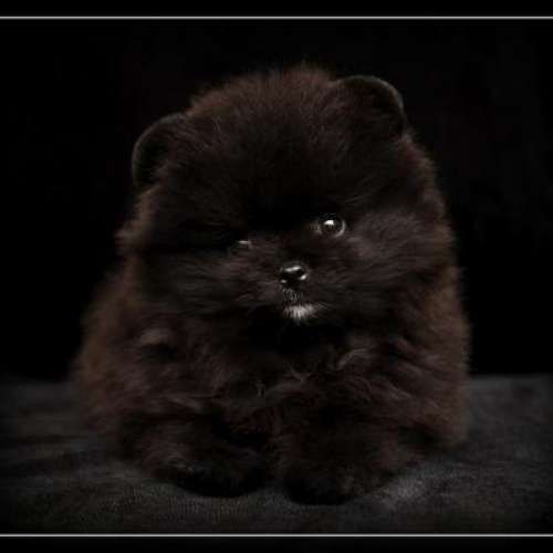 Померанский шпиц чёрный