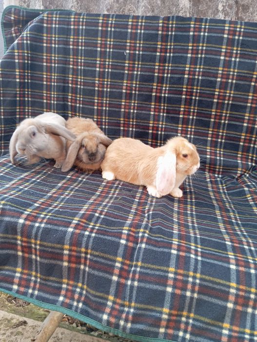 Кролики Французький баран