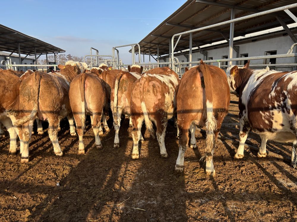 Jałówki cielne krowy mleczne Simental SM SIM Simmental