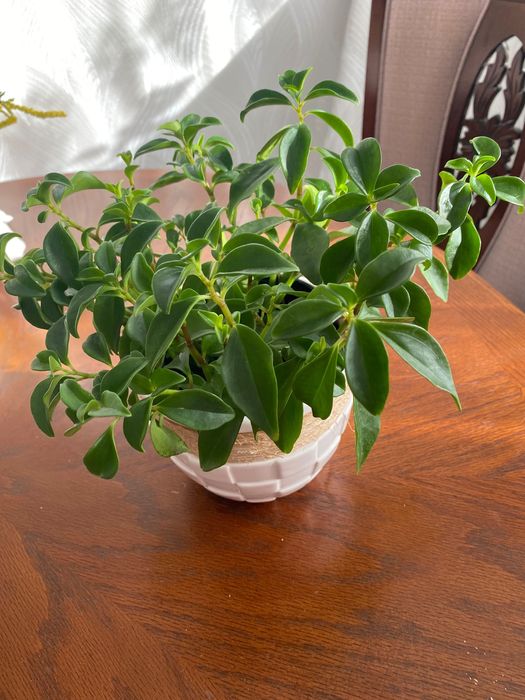 Продается пеперомия