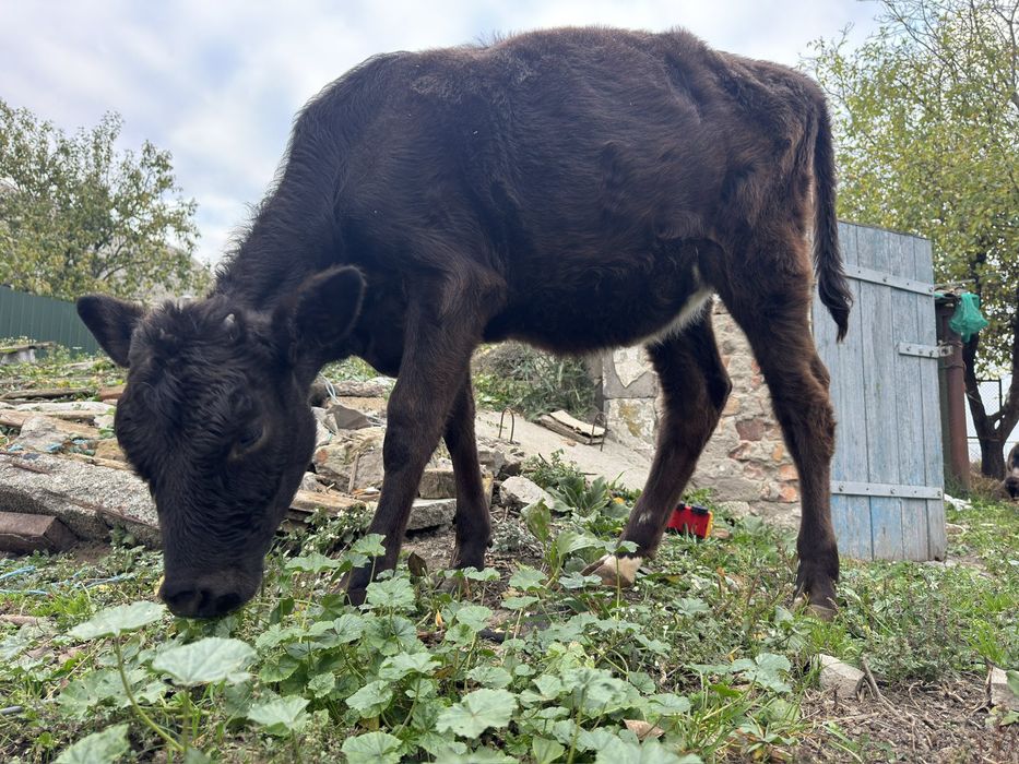 Теличку Джейсерка на тримання.
