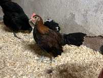 Macho galo brankiva