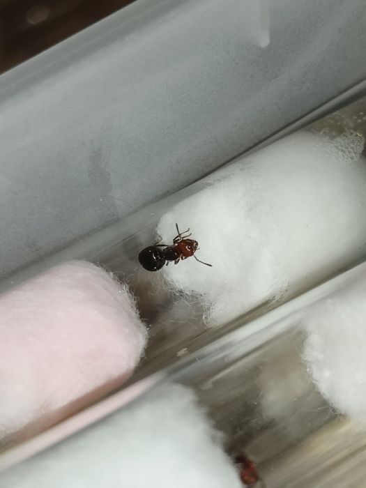Crematogaster scuteliaris rojkowe królowe