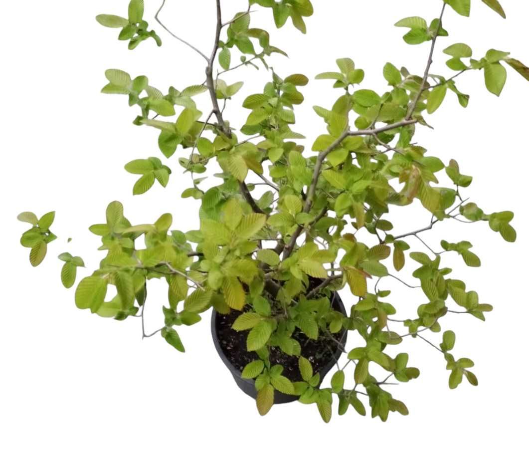 Drzewka bonsai zewnętrzne prebonsai