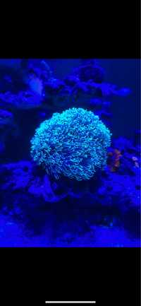 Briareum ultra fluoo  koralowiec morski ryba morska akwarium morskie