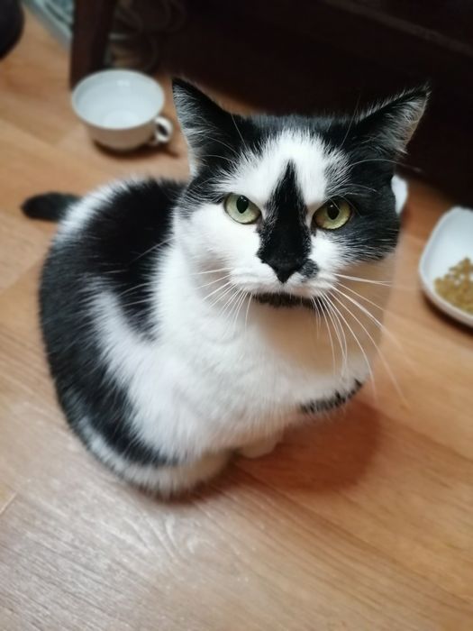 Пошук найкращих батьків