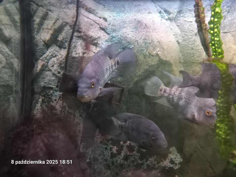 Pielęgnice Astatheros macracanthus DUŻE