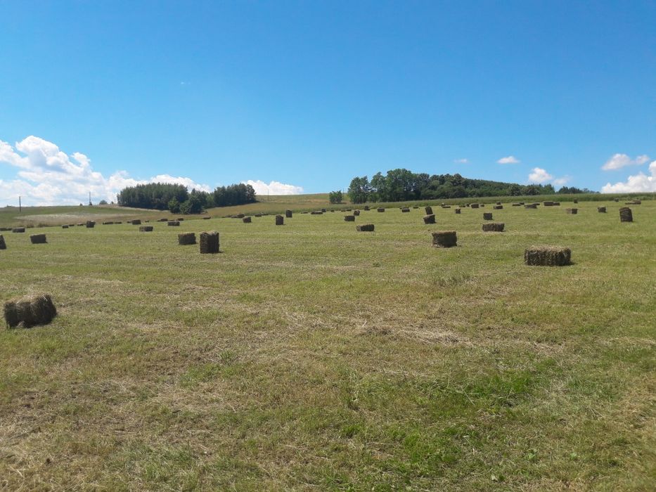 Siano w kostkach z 2025 drugi pokos