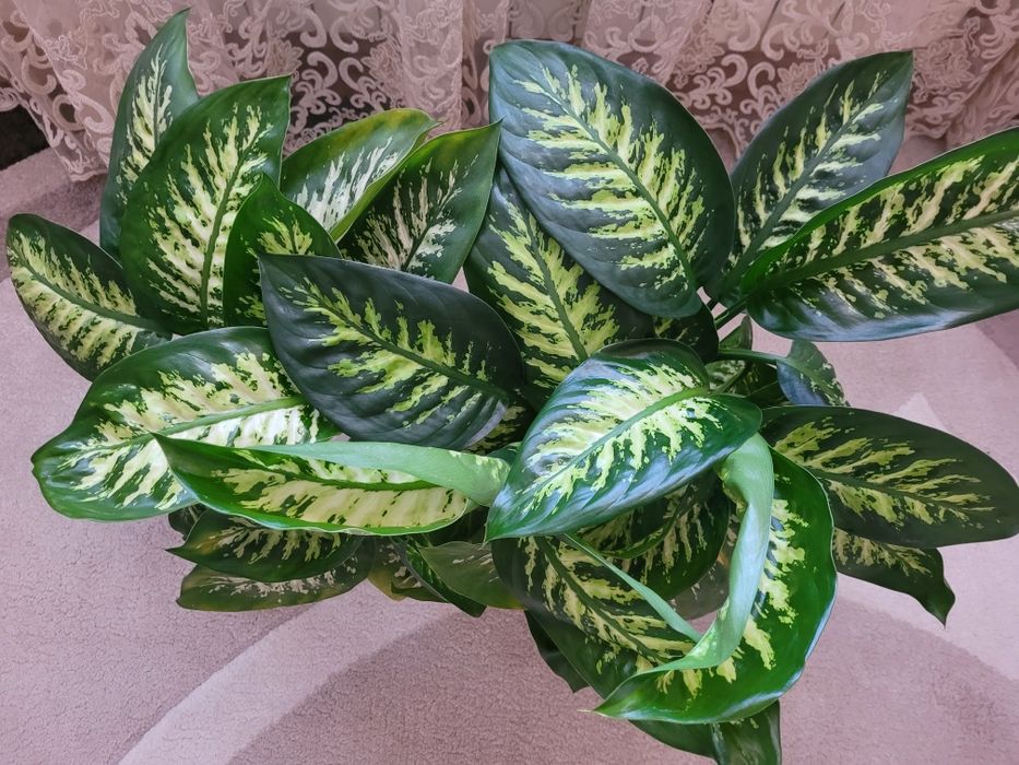 Вазон домашній,кімнатний