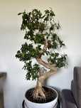 Bonsai ficus - zakupiony w Ikeii