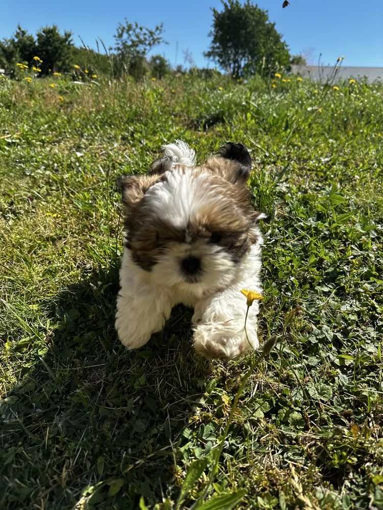 Shih tzu Piękny Piesek Gotowy do odbioru !