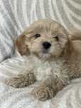 Maltipoo uroczy piesek Maltańczyk & Pudel Toy