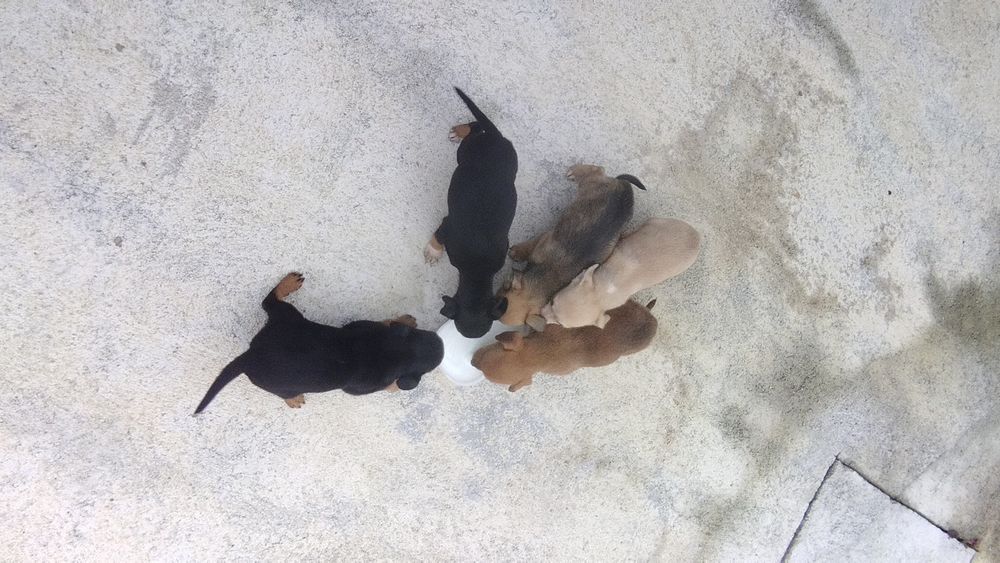 Doação de cães bebés