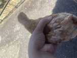 Chicks chicken galinhas galos very healthy babies