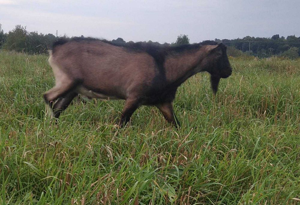 Робочий альпійський козел