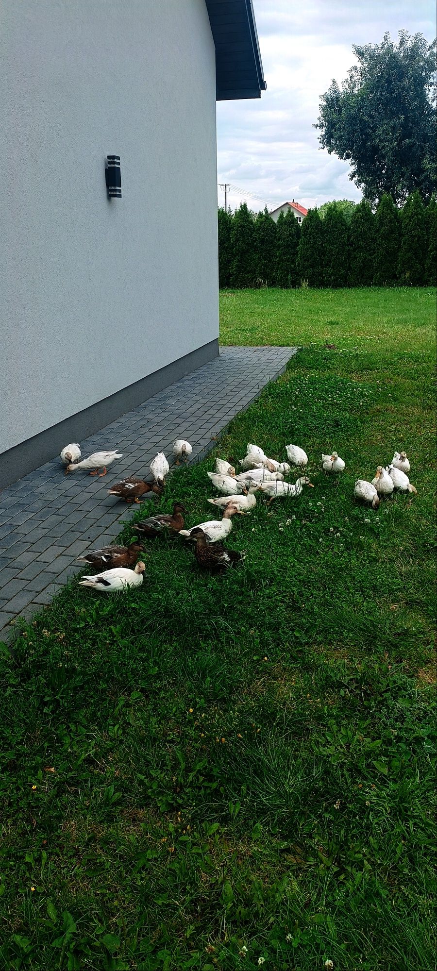 Kaczki Call Duck
