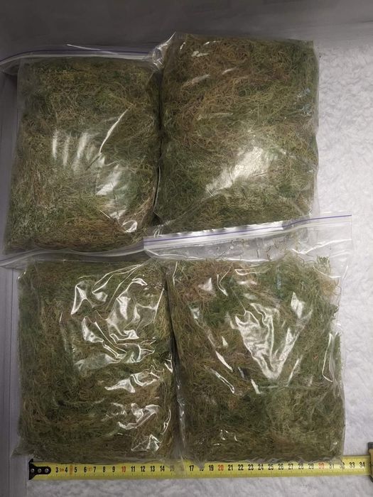 Живий мох сфагнум очищений