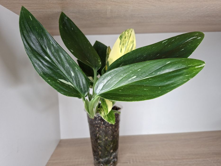 Monstera Standleyana / Philodendron Cobra