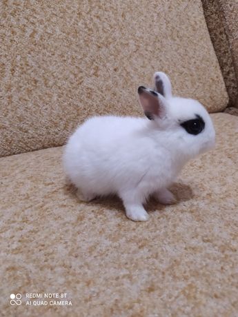 Карликовый кролик, декоративный кролик беленький с черными стрелочками