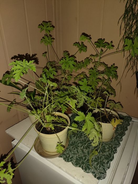 Geranium, pelargonia pachnąca, anginka, młoda roślinka