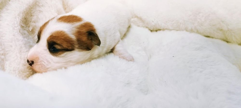Jack Russell terrier - szczeniaki