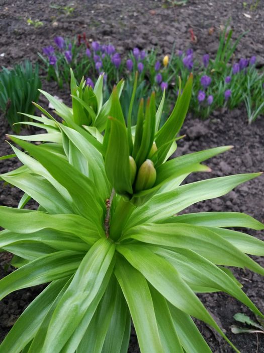 многолетний цветок "Царская корона"