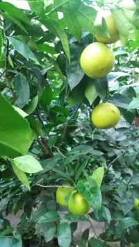 Продам  плодоносний апельсин лимони мандарин.