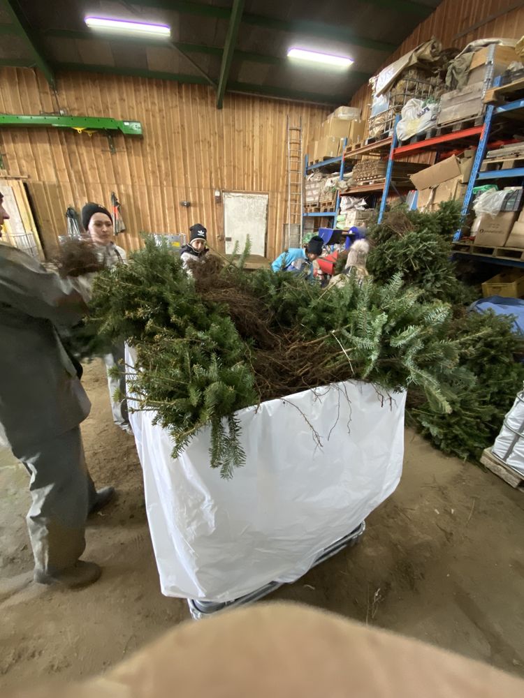Jodła kaukaska sadzonki 2/2 choinek plantacja