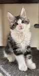 Kocięta Maine Coon