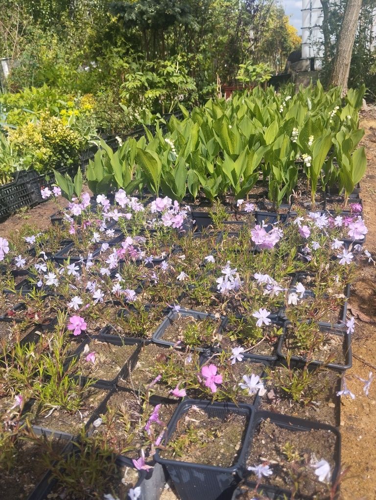 Wisterie, funkie, konwalie, laurowisnie
