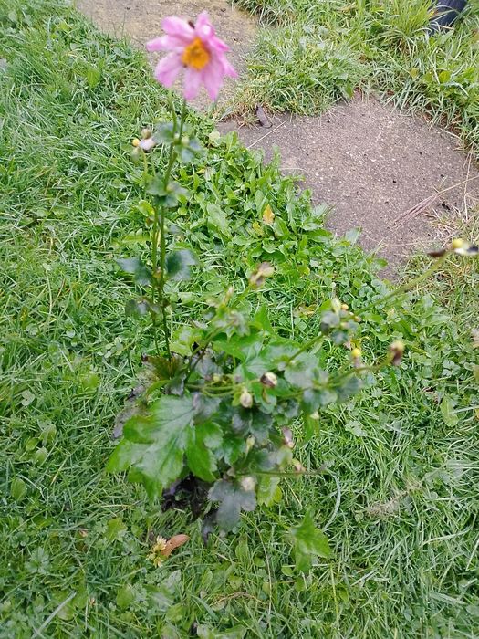 Sprzedam bylinę wieloletnią Zawilec