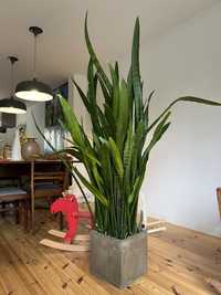 Sansevieria duża 130-150 cm