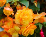 Begonia zwisająca Illumination -kwiaty Flora Szczecin