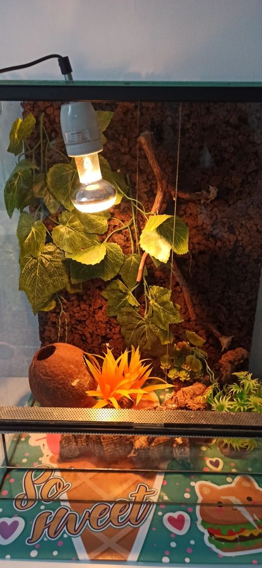 Terrarium dla Gekonów