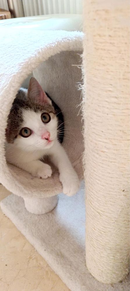 Mała ślicznotka do adopcji