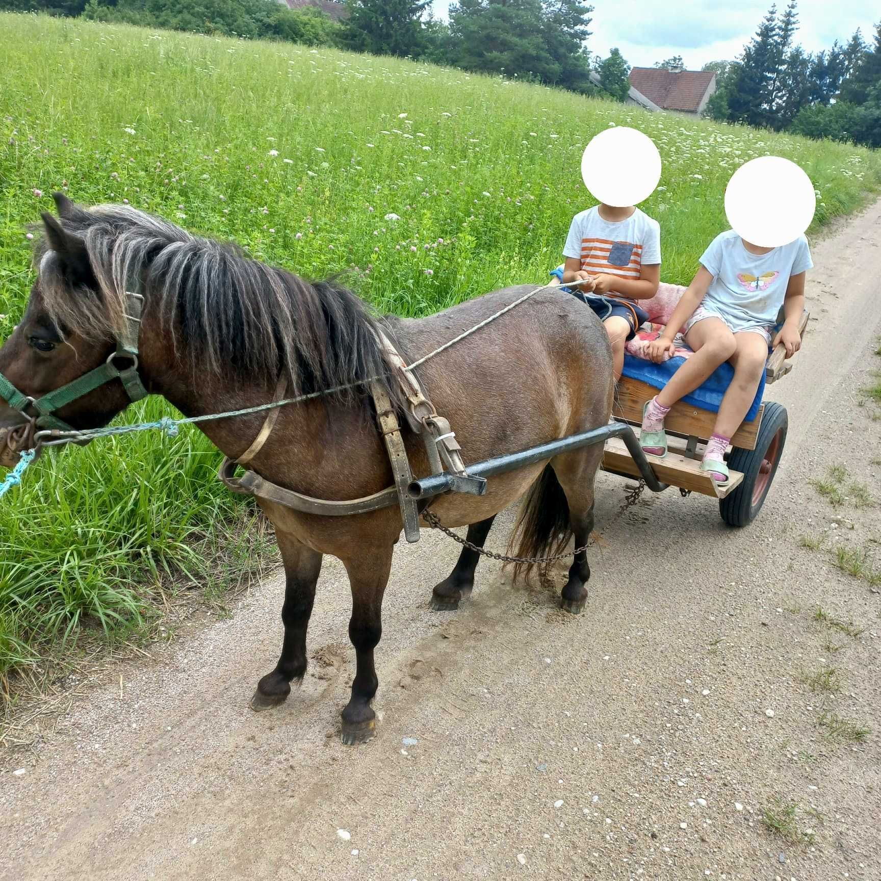 Sprzedam  kucyka