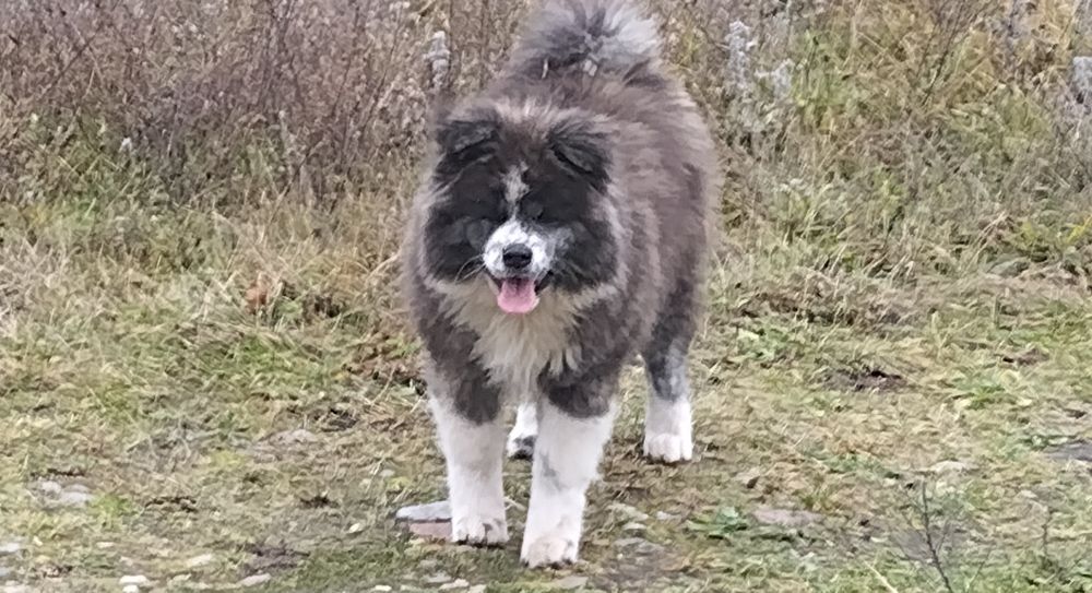 Szczeniak Japońska Akita Inu