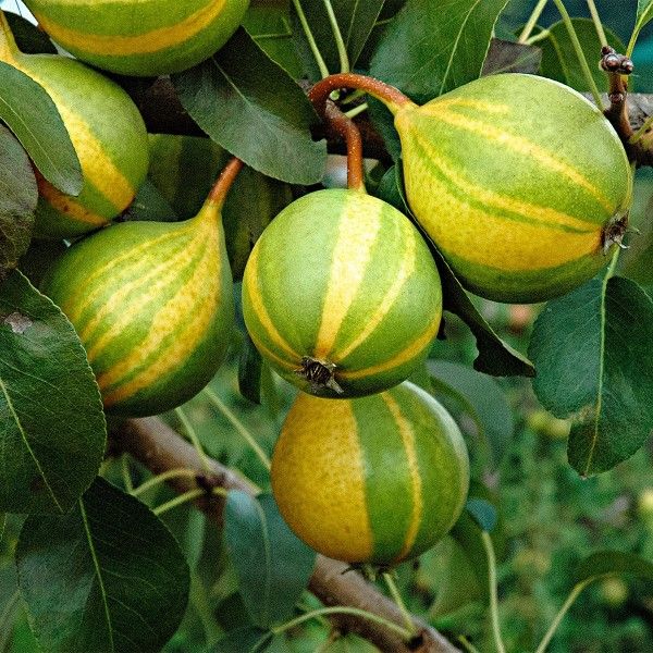 Pereira da Pera Tigrada - SUPER DOCE - Planta enxertada de coleção