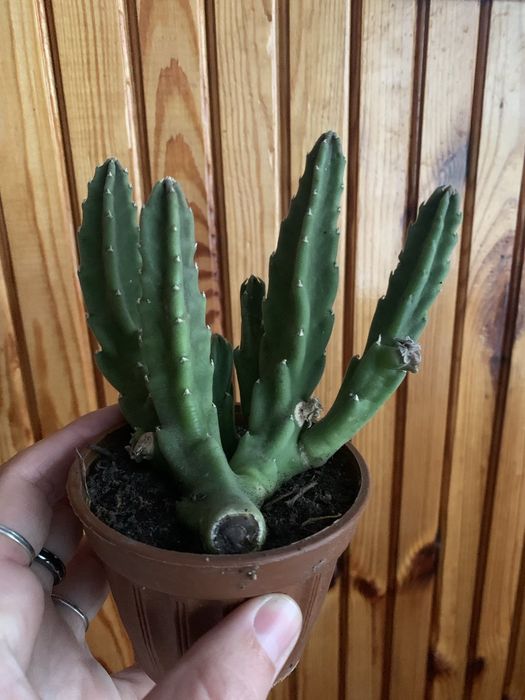 Стапелія грандіфлора