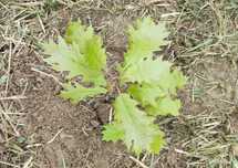 Sadzonki w doniczkach - dąb czerwony / Quercus rubra, hod. od żołędzia