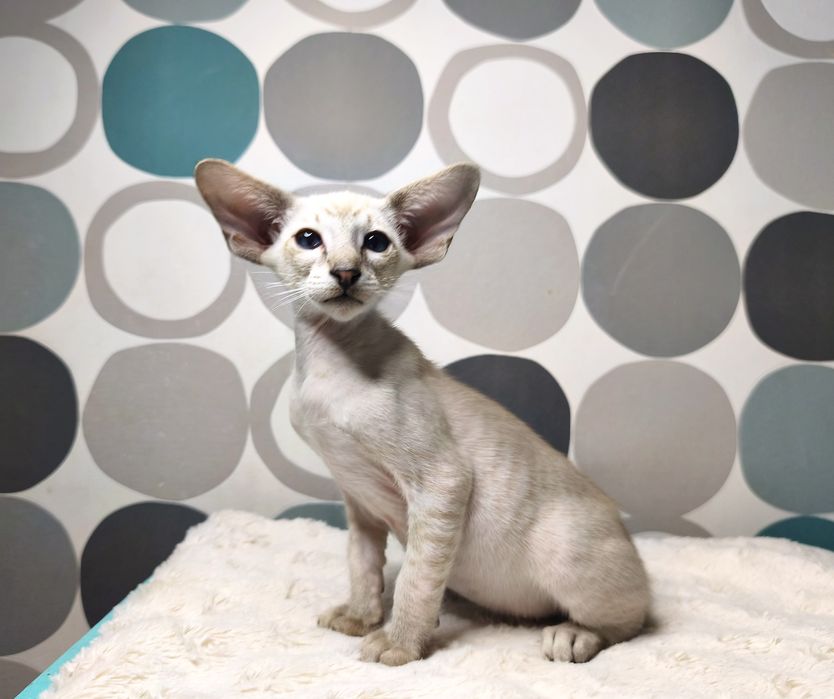 Kot Syjamski Rodowodowy FPL - Denver