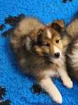 Owczarek szetlandzki, Sheltie, szczeniak, SUCZKA śniada FCI