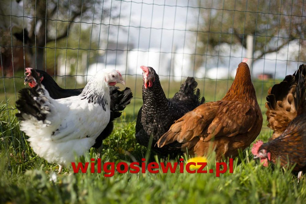 Kurki odchowane Rosa dowóz Gratis