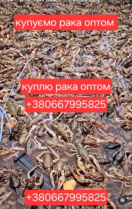 Ищу поставщиков раков закупаем раки покупаем рака
